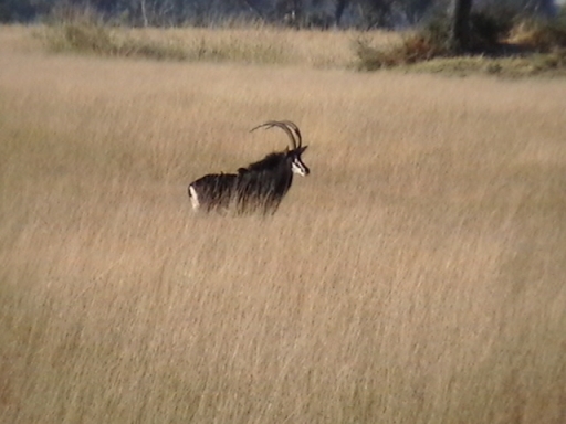 Sable antelope 4 